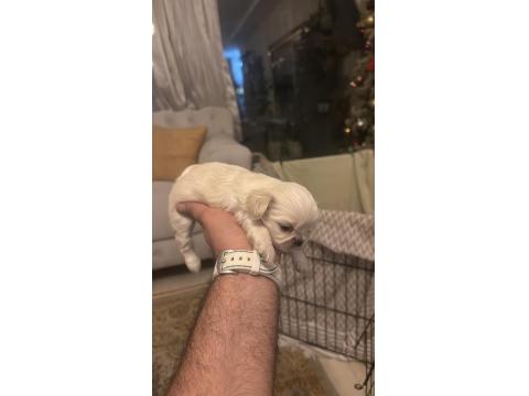 Ücretsiz Sahiplendirme Pekinezler