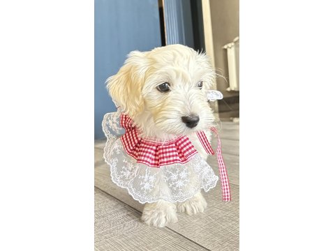 Maltese Terrier Yavru