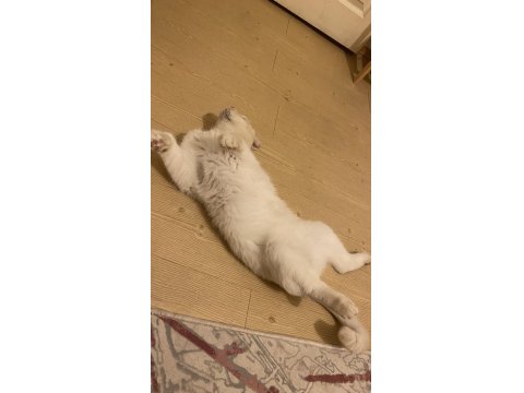 Scottish Fold Oğluma Yuva Arıyorum