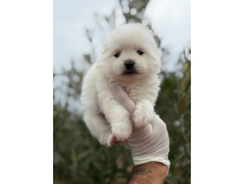 Erkek Pomeranian Boo Gerçek Kalite İsteyene