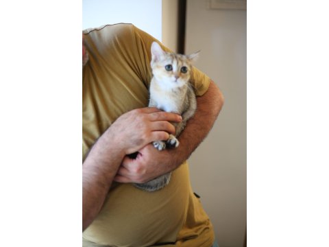 Teslime Hazır Beyaz Cins Yavru Kediler