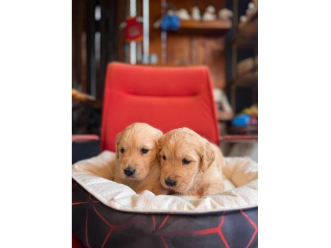 Burkem Çiftliğimizden A Kalite Golden Retriever