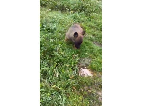 Safkan Dik Kulak Belçika Kurdu (Malinois) Yavrular