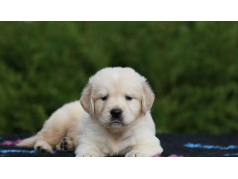 Golden Retriever Sevimli Yavrularımız