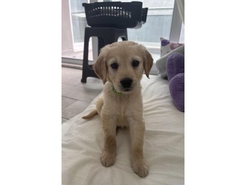 Irk Garantili Golden Retriever Yavru - Tüm Eşyalarıyla Teslim