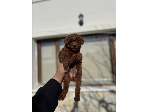 Kore Poodle Yavruları