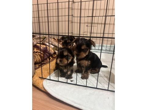 A Kalite Yorkshire Terrier Bebekler