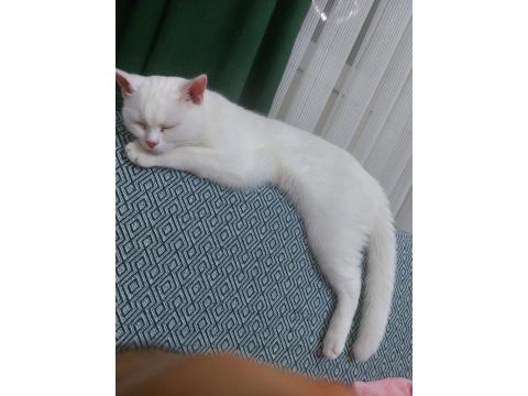 3=6 Aylık Saf Dişi British Longhair