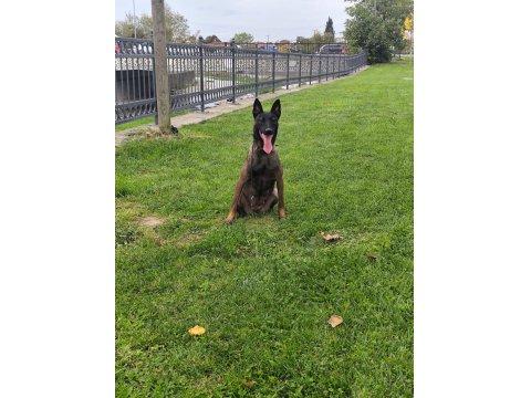 Teslime Hazır Malinois Belçika Kurdu