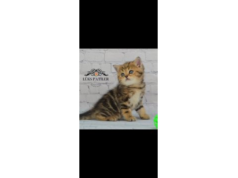 Dikkat Çekici Güzelliğiyle Black Golden British Shorthair