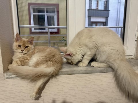 Safkan Maine Coon Yavrular Yeni Yuvalarını Arıyor