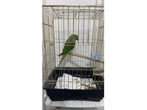 1 Yaşında Erkek Alexander Papağanı