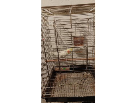 Erkek Lutino Sultan Papağanı