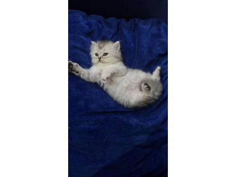 Safkan Cins Kedi Chinchilla