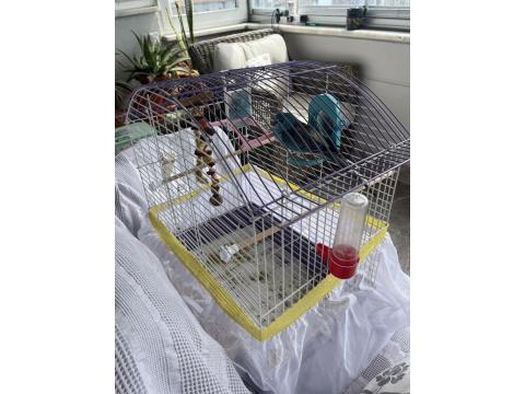 Şarkıcı Pareket Papağanımız