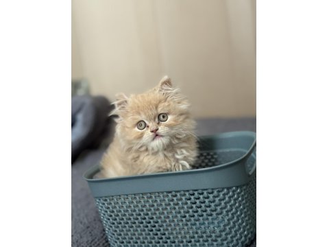 British Longhair Golden Kedimiz