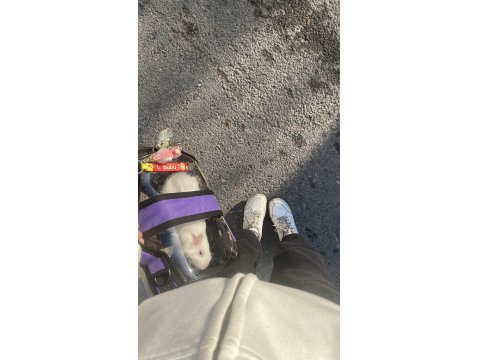 Guinea Pig.2-3 Aylık