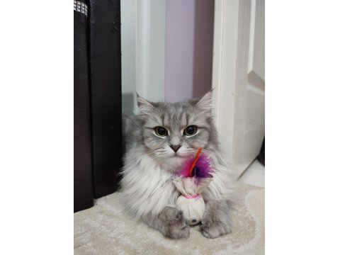 Ücretsiz Sahiplendirme Kedimiz