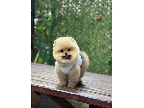 Pomeranian Yavrular