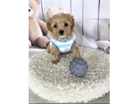 Mükemmel Maltipoo Yavrular