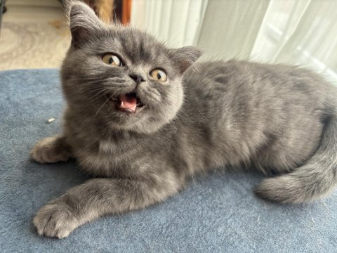 5-6 Aylık Dişi British Shorthair