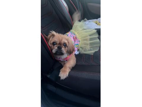 5 Aylık Dişi Pekingesse