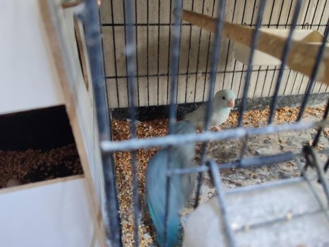 Hazır Takım Forpus Papağanlarımız