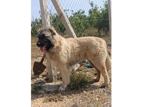 6 Aylık Orjinal Üst Düzey Erkek Yavru Köpeğimiz