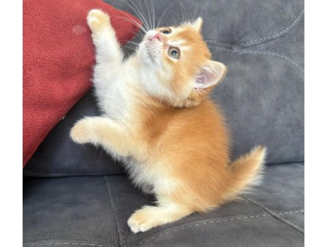 Kusursuz Renk Anne Baba Şecereli Golden British Shorthair