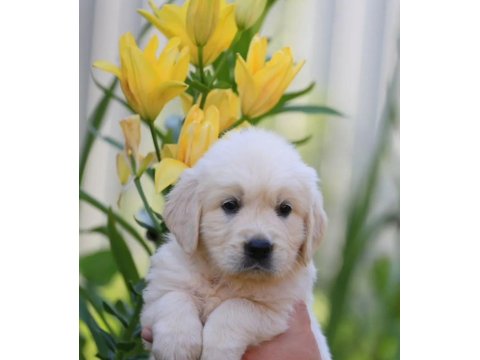 Sevimli Golden Retriever Yavru Köpeklerimiz