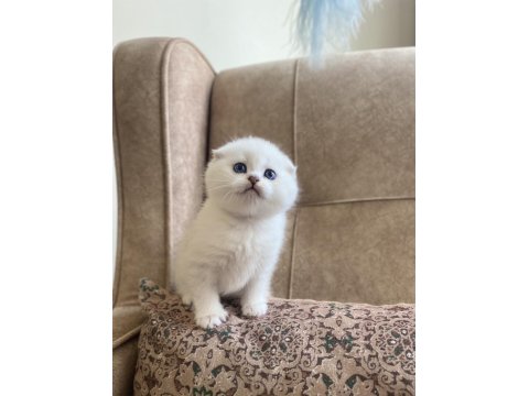Full Şecereli Anne Babanın Scottish Fold Bebeği