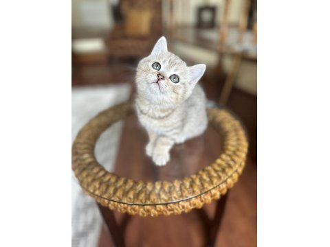 British Shorthair Erkek Brı Golden Tabby