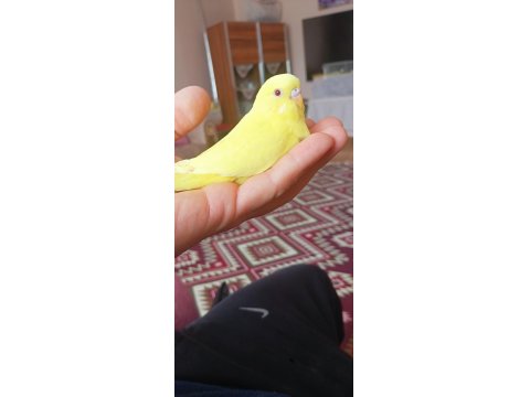 Yavru Ve Yetişkin Çift Muhabbet Kuşu