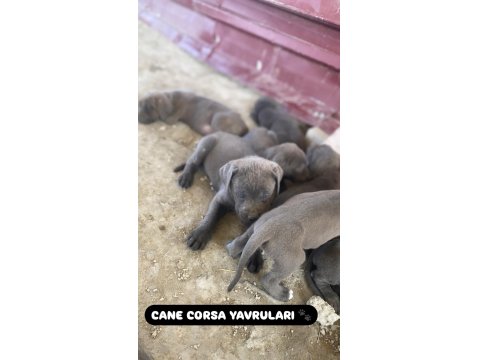 Türkiyenin En İyi Cane Corso Yavruları