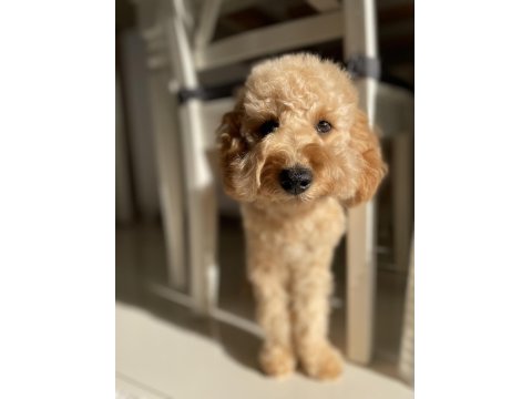 Toy Poodle Köpeğimiz Leo
