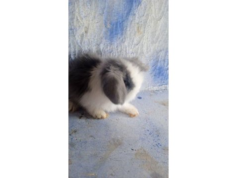 Teddy Lop Tavşanı Yavrular 30 Günlük
