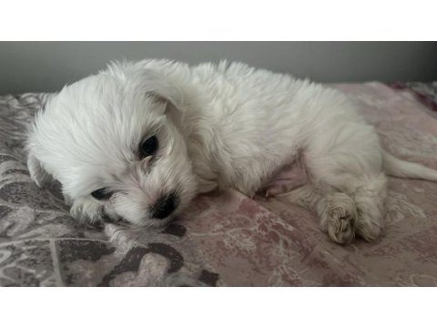 Terrier Maltese Yavrusu Eğlenceli Ve Çok Akıllı