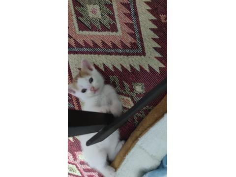 Yavru Kediler Ömürlük Sahiplerini Arıyor