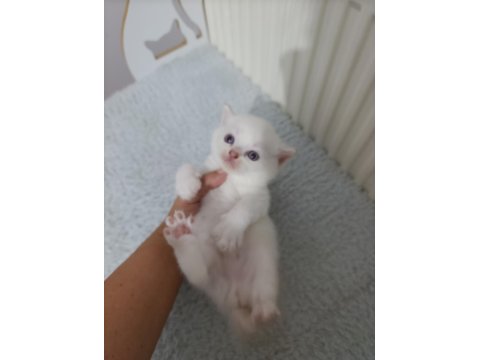 British Longhair Golden Bu 12