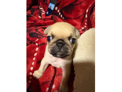 Muhteşem Pug Yavruları