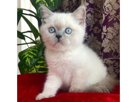 British Shorthair Kedisi