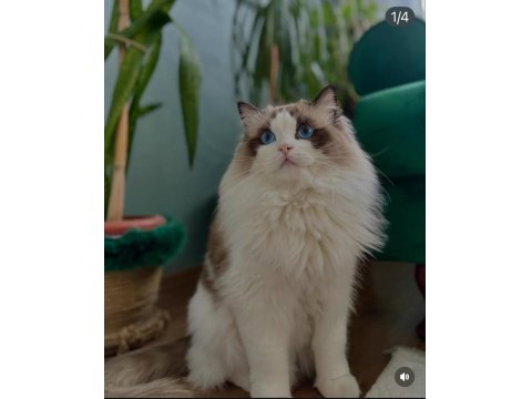 Ragdoll Yavrular