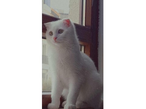 Scottish Fold Kedimize Ömürlük Yuva
