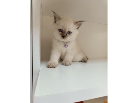 Scottish Straight Dişi Yavrum