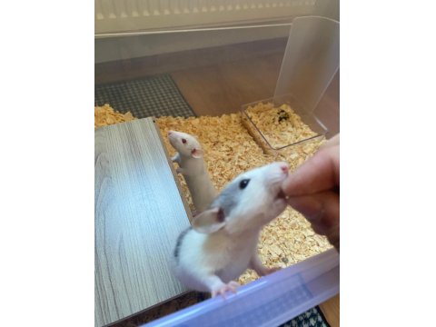 2 Dişi 3 Aylık Dumbo Rat Sadece İzmir İçi Elden Teslim
