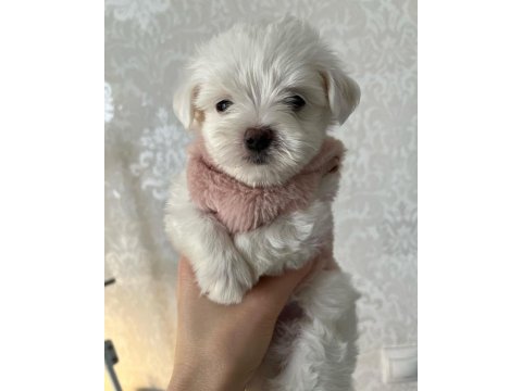 Dünya Tatlısı Terrier Yavruları