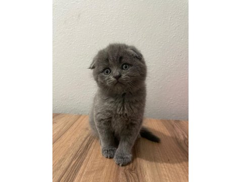 British Shorthair Yavru Kediler