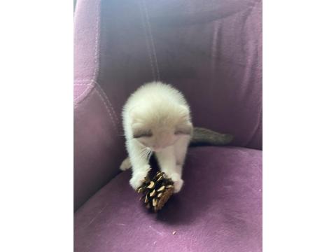 Scottish Fold Sevimli Kedi Yavrusu