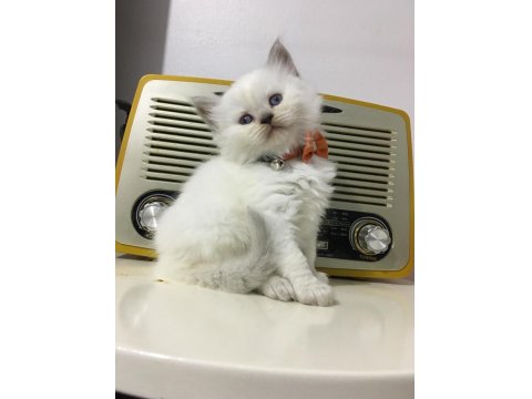 British Longhair Golden Ve Red Point Yavrularımız