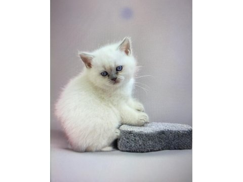 Blue Point Kızım Yeni Evine Gitmek İçin Hazır